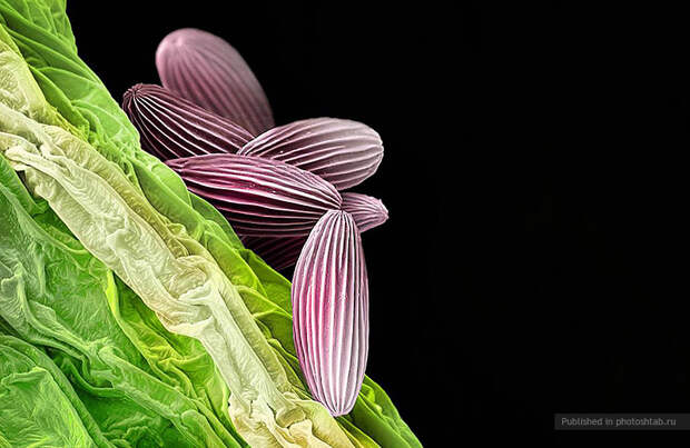 Пыльца под микроскопом