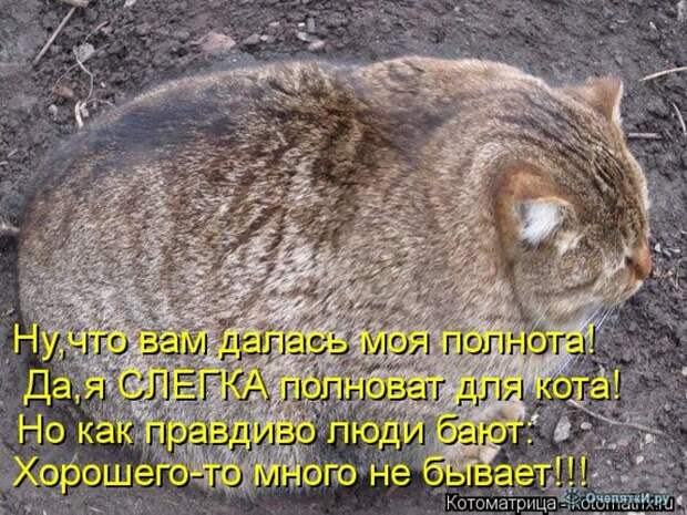 Смешные кошки в котоматрице 10