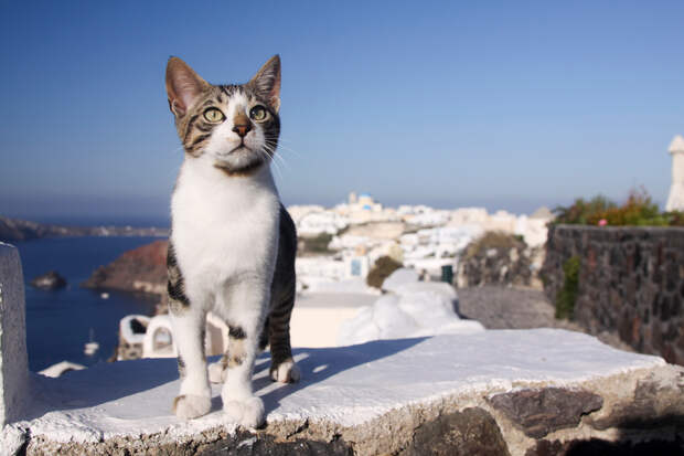 Кот, города котиков