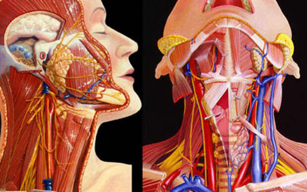 Показания к проведению магнитно-резонансной томографии (МРТ) мягких тканей