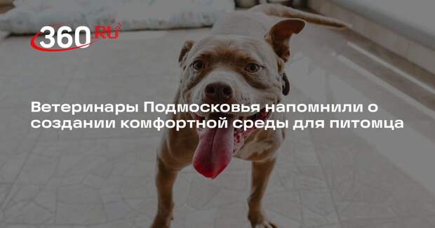Ветеринары Подмосковья напомнили о создании комфортной среды для питомца