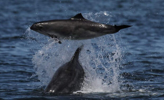 Как выяснилось позднее, это — стандартное брачное поведение дельфинов. В период спаривания самцы могут сбиваться в группировки по 12 и более членов: так легче принудить самку к содействию.