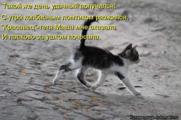 Котоматрицы (картинки с надписями)