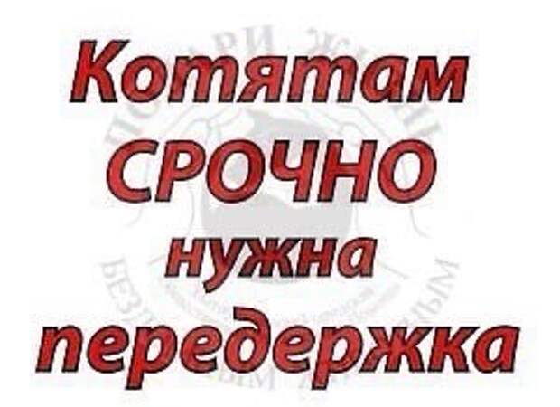 Срочно нужен счет. Котятам нужна помощь. Срочно нужна передержка котятам. Срочно нужна передержка коту. Срочно помогите спасти котят.