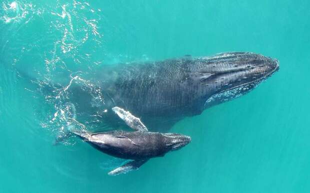 Ученые запечатлели новорожденного горбатого кита