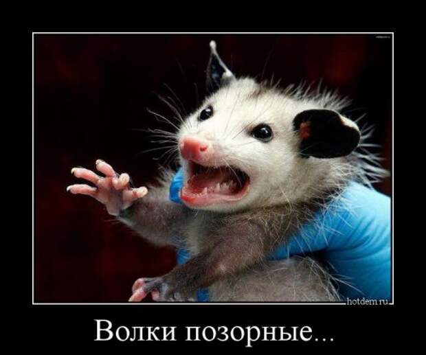 Свежие демотиваторы (19 шт)