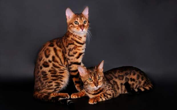 бенгальски коты