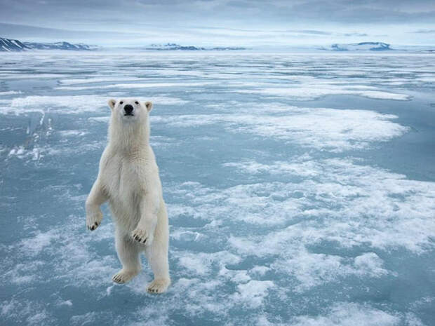Зачем медведь поднимается на задние лапы?