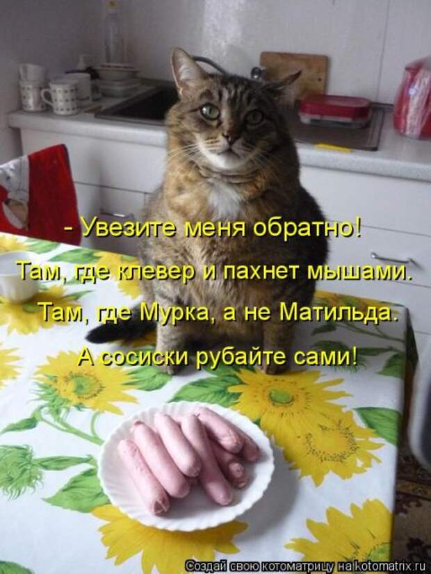 Лучшие котоматрицы недели (50 фото)