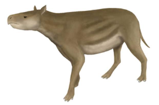 Heptodon posticus.png