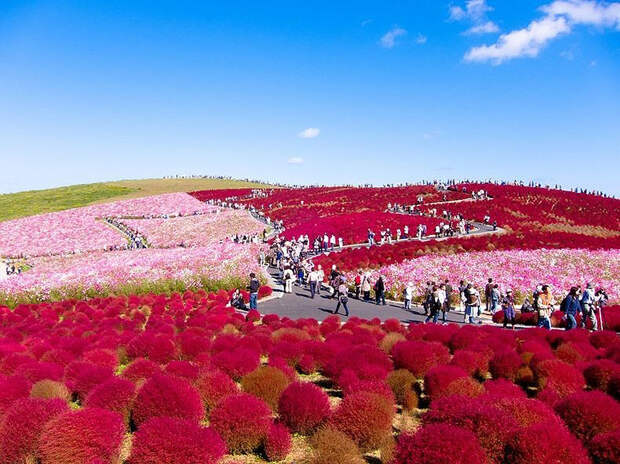 NewPix.ru - «Hitachi Seaside Park» сад цветов в Японии