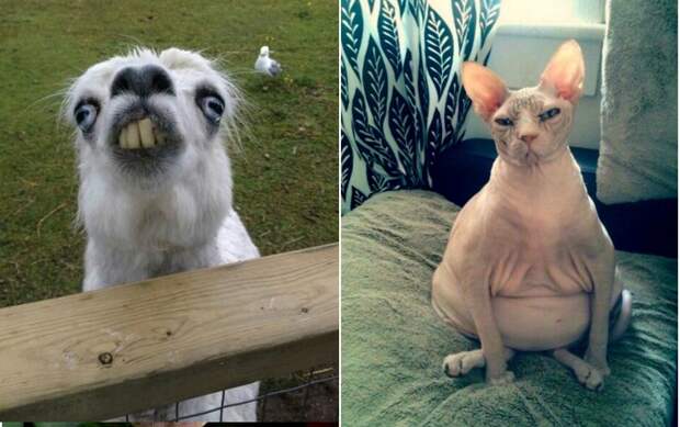 Когда харизма зашкаливает, а фото - не очень. Когда харизма зашкаливает, а фото - не очень.