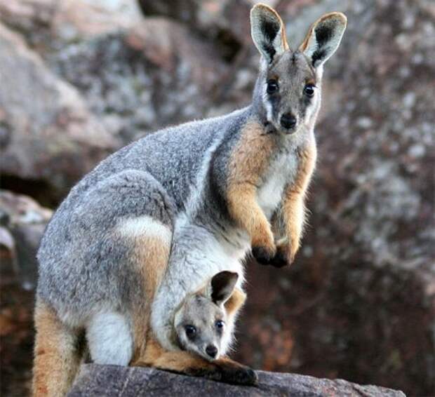 Животный мир: мамы и их малыши - фотографии - кенгуру