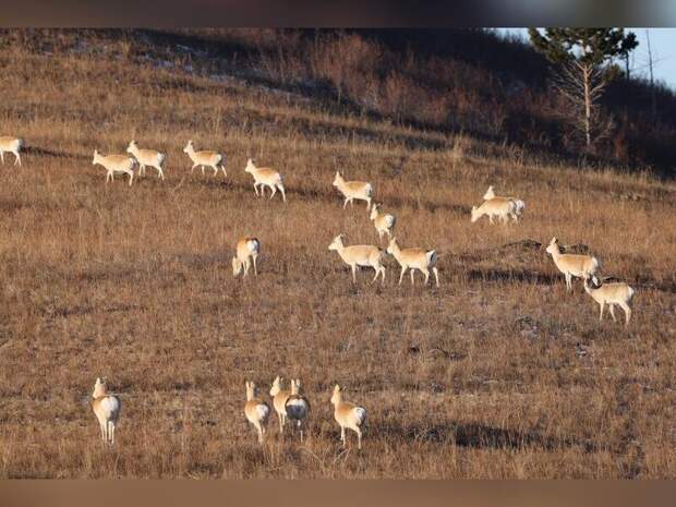 Миграция дзерена началась в регионе