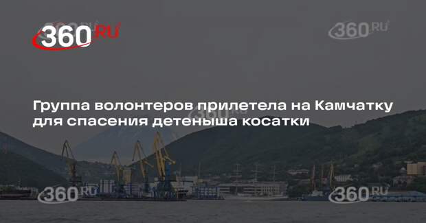 Группа волонтеров прилетела на Камчатку для спасения детеныша косатки
