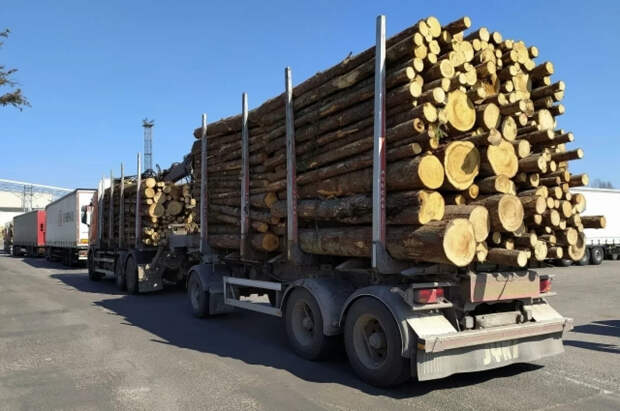 Кабмин продлил повышенные ставки пошлин на вывоз лесоматериалов