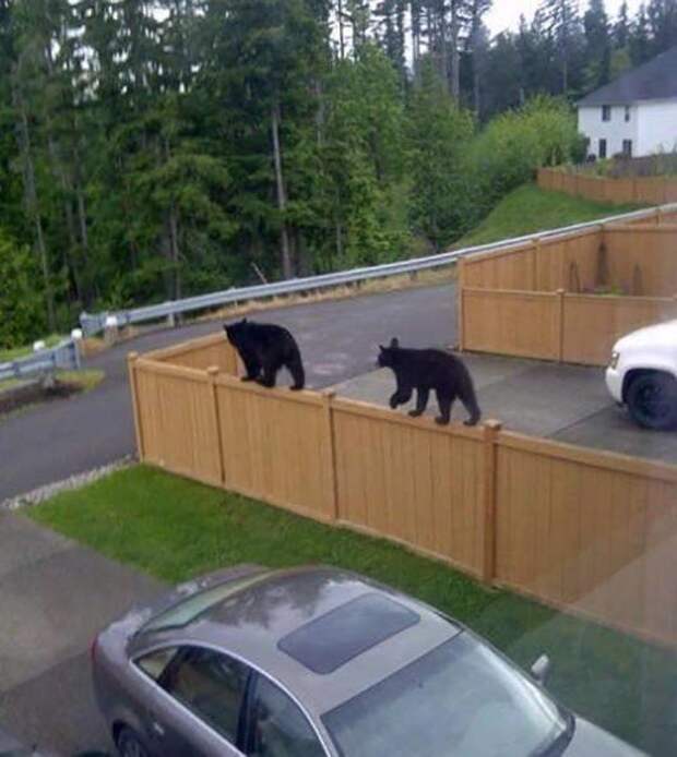 Незваные гости животные, косолапый, медведь