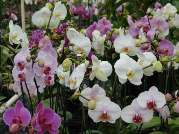 Фаленопсис (Phalaenopsis)