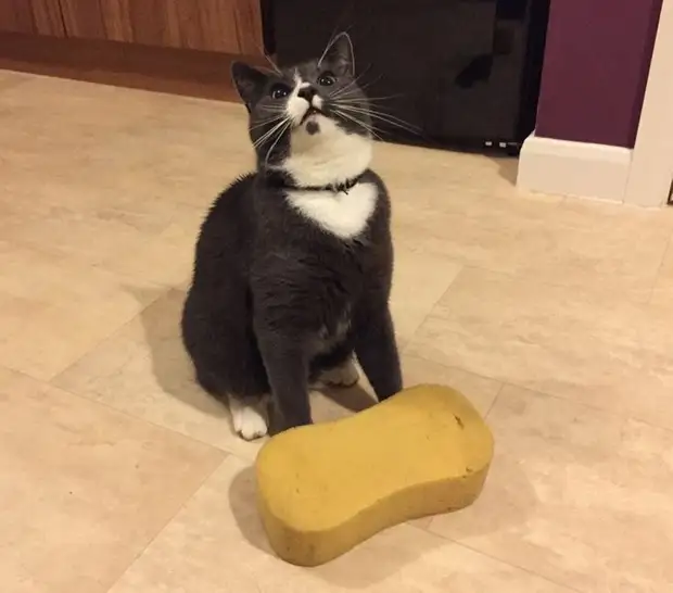 Фотография: 22 котика, в которых внезапно проснулся охотничий инстинкт, но они забыли как это делается №16 - BigPicture.ru