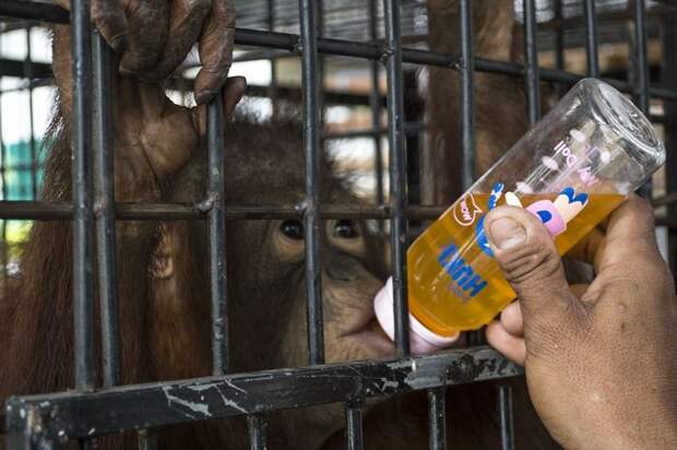 В реабилитационном центре Котапу некоторое время придется провести в карантине видео, защита животных, орангутан, спасение животного