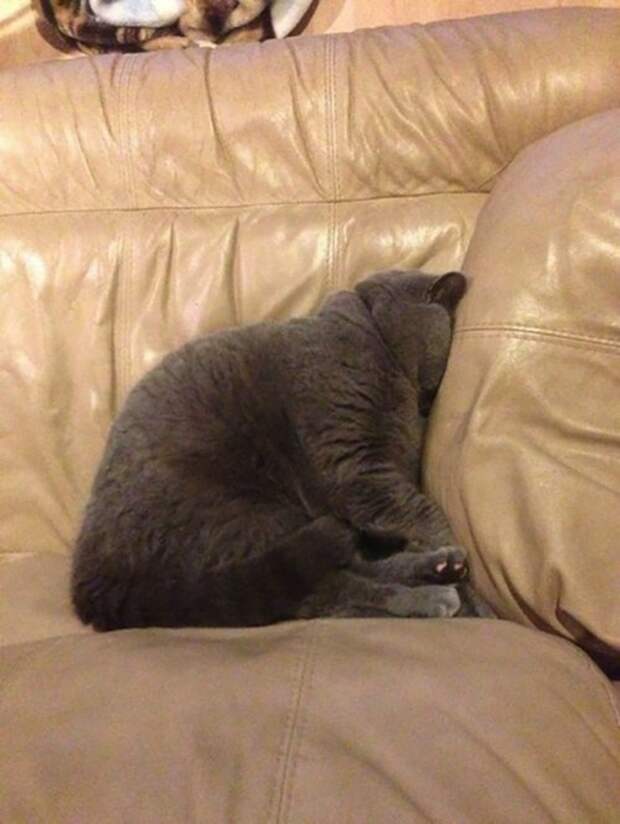 Смешные коты и кошки (21 фото)