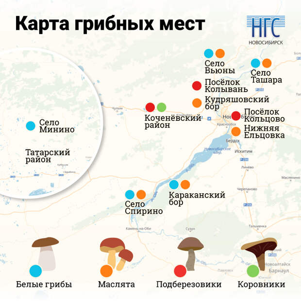 Грибы в Новосибирской области – 2019