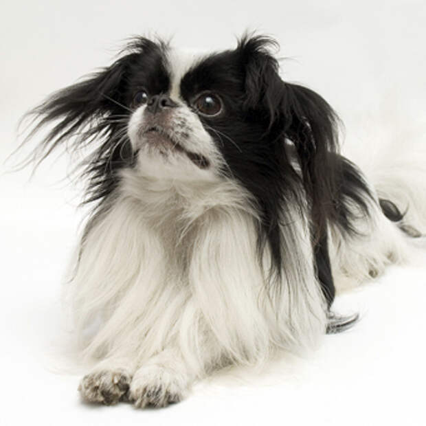 Каким командам можно научить собаку?