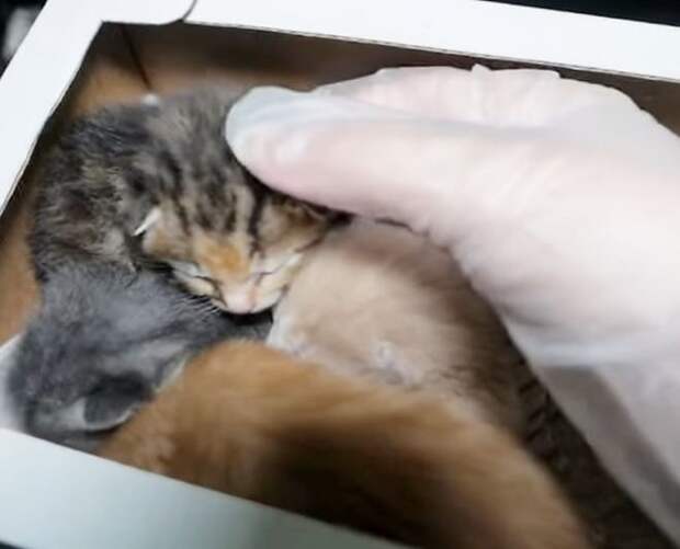 Котята в коробке Котята и рука