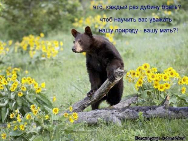 Котоматрицы(картинки с надписями)