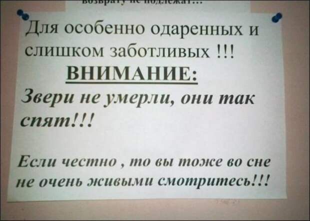 животные спят
