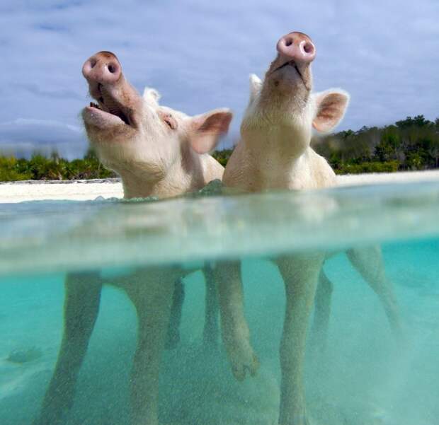 Свиньи с Багамских островов находятся под угрозой вымирания
