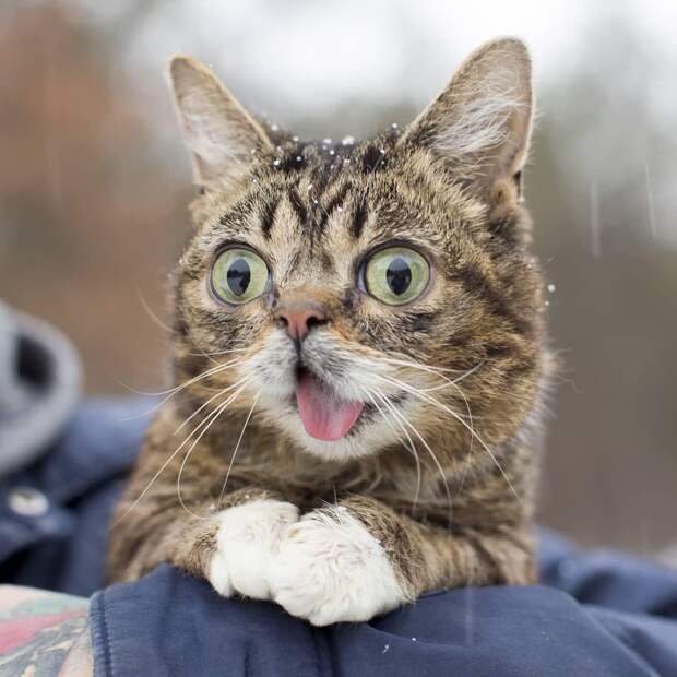 Умерла кошка Лил Баб, умилявшая миллионы пользователей своей мордочкой