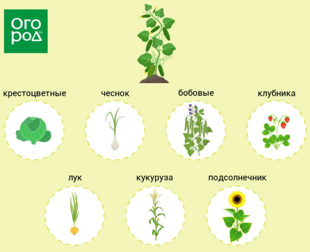 Овощи рядом с огурцами