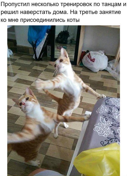 Прикольные фотомемы
