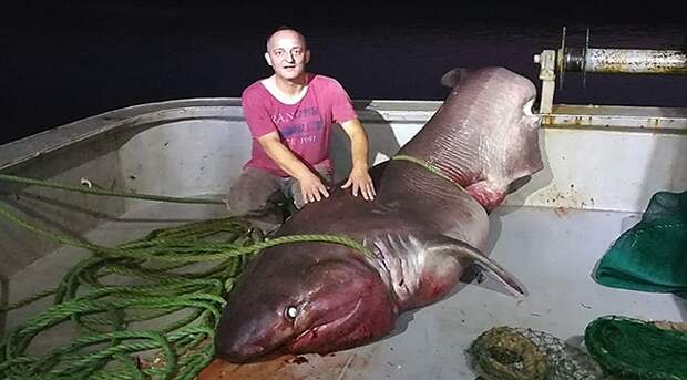 В Эгейском море выловили пятиметровую акулу весом около тонны