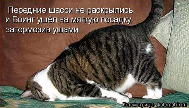 Лучшие котоматрицы недели (50 фото)