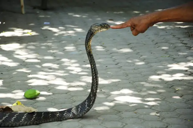 Que hacer si te hacen la cobra