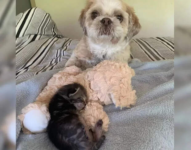 Без кота и жизнь не та