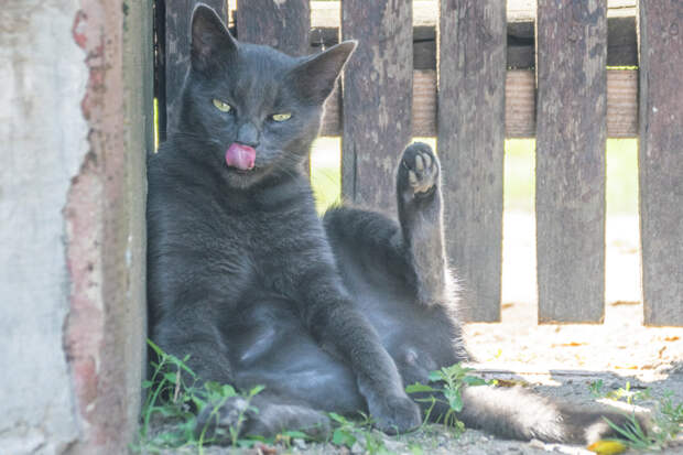 cats