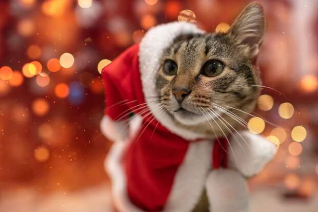 SR: чтобы расположить к себе кошку, достаточно медленно прищуриваться и моргать