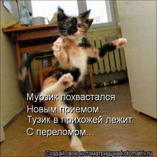 Котоматрицы(картинки с надписями)