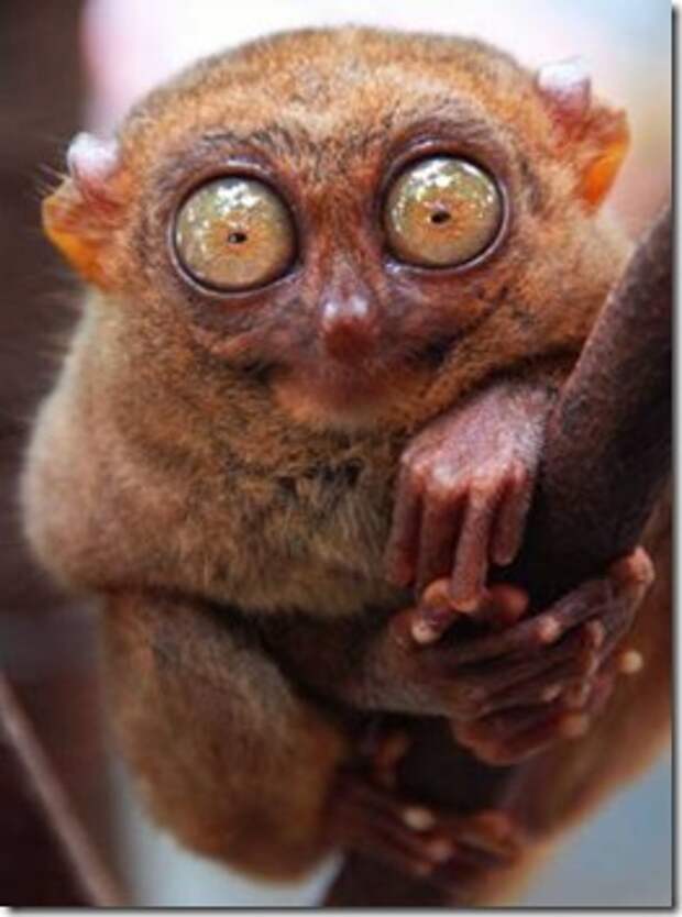 _tarsier_2