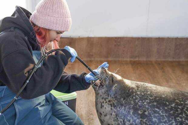 «Восточный Порт» помогает следить за здоровьем тюленей и белух