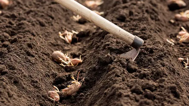 В центре Европейской России сажать картофель теперь можно в начале мая