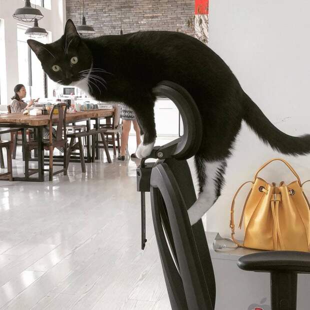 tuxedo-lucifurr_31938444_188343068667114_8734760872041250816_n