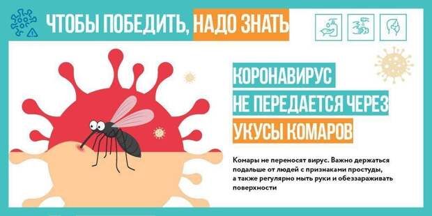 коронавирус_комары alt
