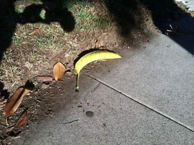 Не упавший банан, а свернувшийся в трубку лист! интересно, не еда, несъедобное, поразительно, странные сближенья, съедобное, удивительно, удивительное рядом