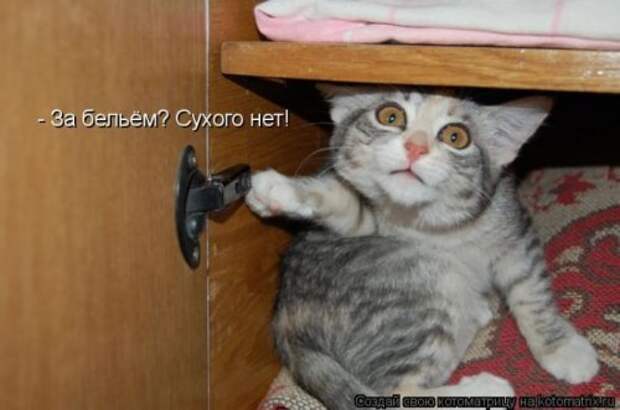 Лучшие котоматрицы за неделю