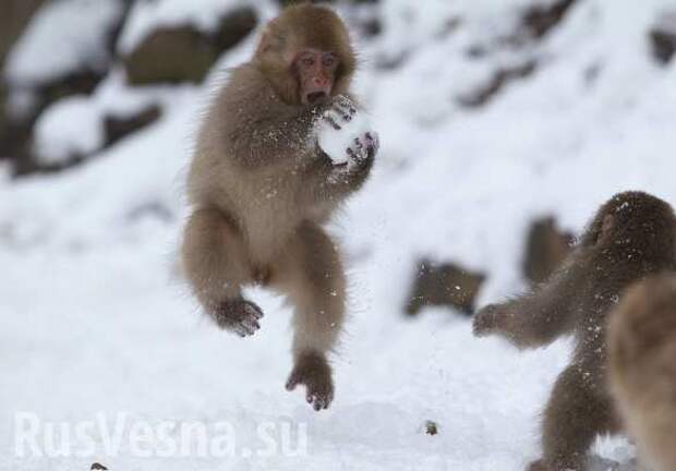 Японские макаки боятся снега и ходят по проводам (ВИДЕО) | Русская весна