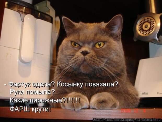 Лучшие котоматрицы недели Лучшие котоматрицы недели